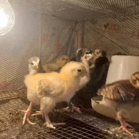 فروش تعدادی جوجه دو رگه لاری وبرهمه