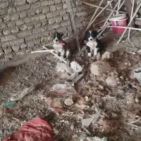 واگذاری سه تانرقلدر