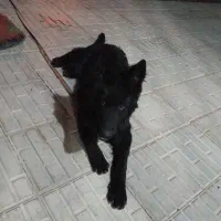 فروش سگ شیپربلک ماده قیمت18میلیون