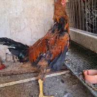 ۴ عدد خروس جوان