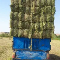 خریدار یونجه  و علف