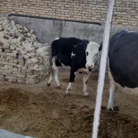 تلیسه|حیوانات مزرعه|شیرین‌سو, |دیوار