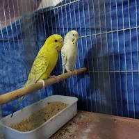 مرغ عشق خالدار چشم قرمز|پرنده|بندرعباس, |دیوار