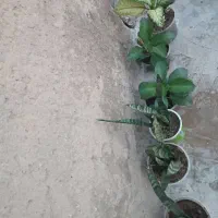 گل طبیعی|گل و گیاه طبیعی|دهدشت, |دیوار