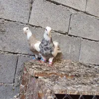 کبوتر طوقی|پرنده|وحدتیه, |دیوار