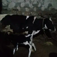 گاو|حیوانات مزرعه|سراب, |دیوار