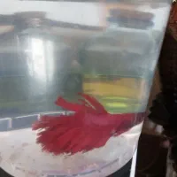 ماهی فایتر|ماهی|آق قلا, |دیوار