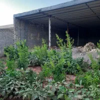 زمین مسکونی نیمه کاره در روستای چشمه علی