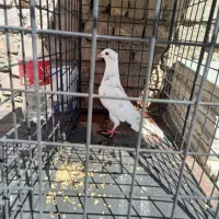 کفتر