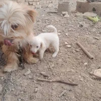 یک پاکوتاه با توله