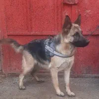 ژرمن شپر اصل ماده