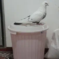 پرنده|پرنده|میاندوآب, |دیوار