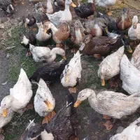 اردک محلی به تعداد زیاد|حیوانات مزرعه|ماسال, |دیوار