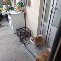 پامر روباهی ماده آماده جفتگیری|سگ|صحنه, |دیوار