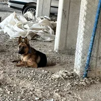 واگذاری ژرمن شپرد نر|سگ|فلاورجان, |دیوار