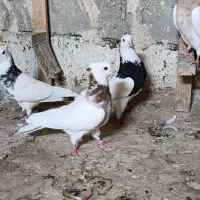 کبوتر|پرنده|کرمانشاه, |دیوار