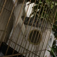 عروس هلندی|پرنده|قم, حنیف نژاد|دیوار