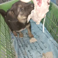 توله سگ نژاد خارجی برا فروش