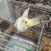 طوطی عروس نر