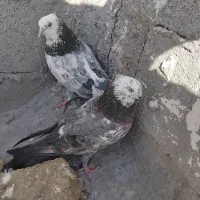 کبوتر تهرانی|پرنده|مرند, |دیوار