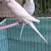 مرغ عشق مولد|پرنده|مرودشت, ژیان|دیوار