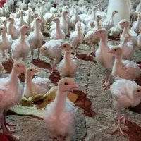 جوجه بوقلمون بیوتی6نیمچه