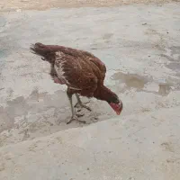 با سلام مرغ لاری شش دانگ|حیوانات مزرعه|سرپل ذهاب, |دیوار