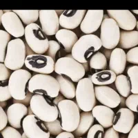 لوبیا چش بلبلی