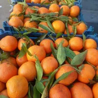 نارنگی شیرین سبدی