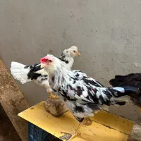 فروش مرغ و خروس گلین