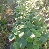 شیتیل کیوی برای قلم زدن