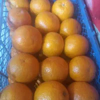 اجاره کننده وانت