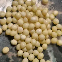 حلزون آچاتینا آلبینو تخم و بچه|خزنده|بجنورد, |دیوار