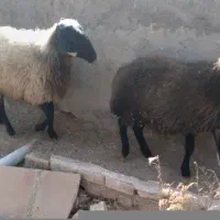 گوسفنده و بره ماده