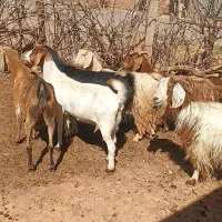 ۶عدد بز جوان  مناسب برای نگهداری دامازلیخ|حیوانات مزرعه|تبریز, |دیوار
