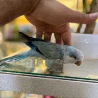 ماده راهب بالغ بلواسکای و ماده راهب جوجه ابی دستی