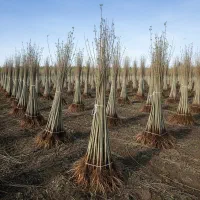 سرمایهگذاری سبز با خرید نهال کبوده