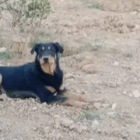 سگ نر|سگ|شاهین‌شهر, گرگاب|دیوار