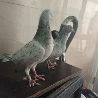 یک جفت سار|پرنده|بجنورد, |دیوار