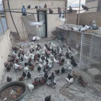 کبوتر دو کاکول راعبی زینتی