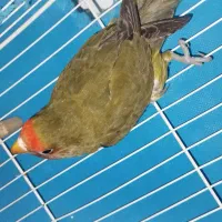 طوطی کوتوله برزیلی سبز