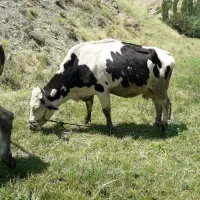 گاوباگوساله|حیوانات مزرعه|سنندج, |دیوار