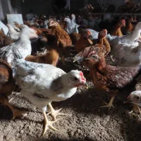 مرغ و خروس ۲ ماهه|حیوانات مزرعه|دابودشت, |دیوار