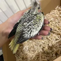 عروس هلندی سرلاکی و تازه دون خور آلبینو لوتینو...|پرنده|قم, نوبهار|دیوار