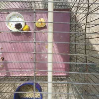 قفس پرنده|لوازم جانبی حیوانات|شیراز, درکی|دیوار