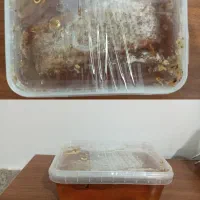 عسل، ژل رویال و معجون طبیعی با ضمانت و قیمت مناسب|خوردنی و آشامیدنی|تربت‌حیدریه, یحیی آباد|دیوار