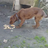 توله|سگ|کلاله, |دیوار