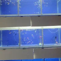 انواع‌ماهی‌گوشت‌خوار‌وگیاه‌خوار‌موجودمیباشد