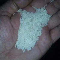 برنج طارم هاشمی اصیل با عطر وطعم بینظیر کشت خودم|خوردنی و آشامیدنی|نکا, |دیوار