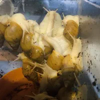 حلزون آچاتینا achatina برای درمانی پوست